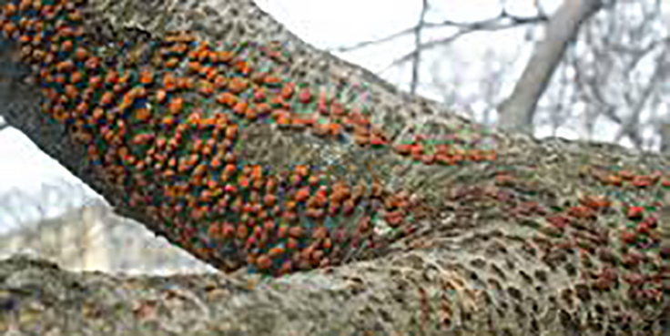 Evidence of Beach Bark Disease